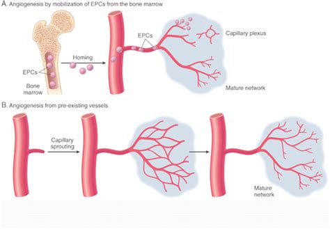 Mbbs Medicine Humanity First Tissue Repair