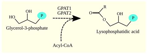 GPAT Enzymes Participate In The Biosynthesis Of Lysophosphatidic Acid