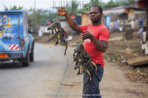 Katak Terbesar Di Dunia 5 Gambar