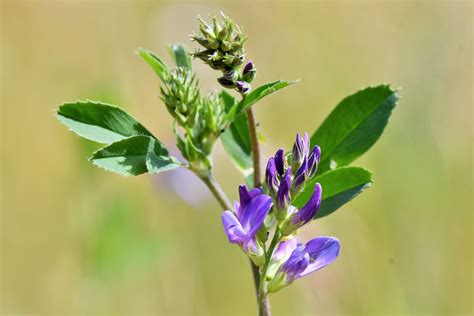 Saat Luzerne Artengruppe Medicago Sativa Agg Flickr