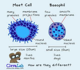 Mast Cells - normal role, allergies, anaphylaxis, MCAS and Mastocytosis.