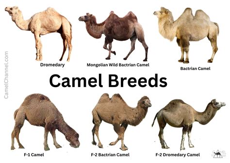 Camel Breeds and Species Explained