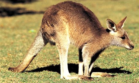 Wallaby - Facts, Diet & Habitat Information