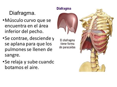 Que Es El Diafragma Anatomia Importancia Y Funciones Demedicinacom Images