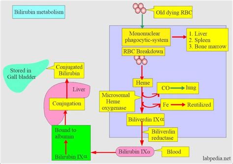 Bilirubin Part 1 Total Bilirubin Direct And Indirect Bilirubin