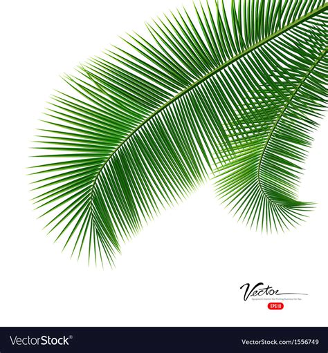 Coconut Leaves Isolated On White Background Vector Image