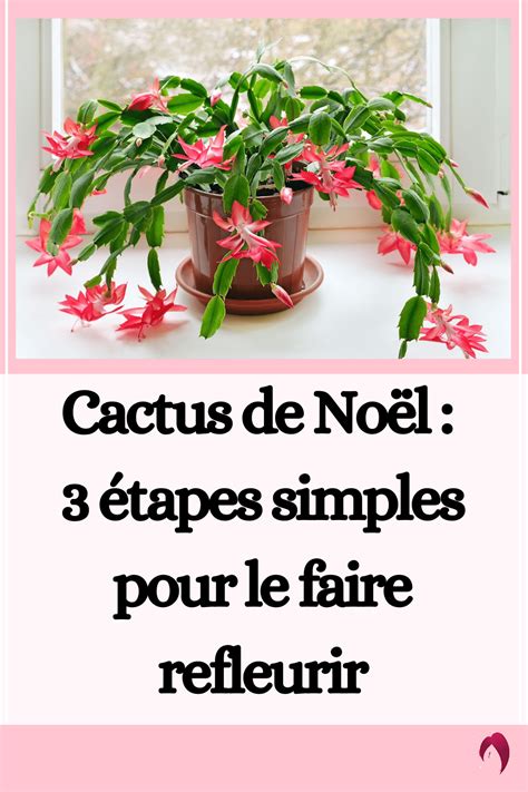 Cactus De No L Tapes Simples Pour Le Faire Refleurir