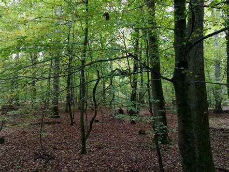 Antenne Mainz Waldzustandsbericht So Sieht Es In Den