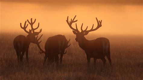 Stags Red Deer Stags In Sunrise Mist Hammerchewer Flickr