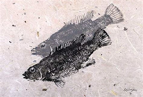 Amazon Two Cunners Gyotaku Fish Art Print X Inch By Barry