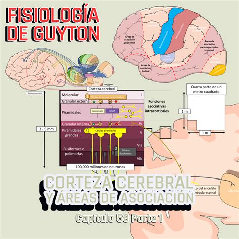 PRESENTACIÓN COMPLETA l Fisiología de Guyton l CAP 58 PT 1 Anatomía