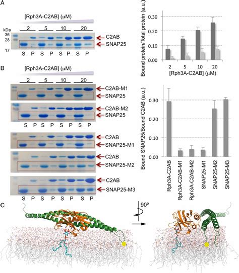 Structural Characterization Of The Rabphilin 3a Snap25 Interaction Pnas