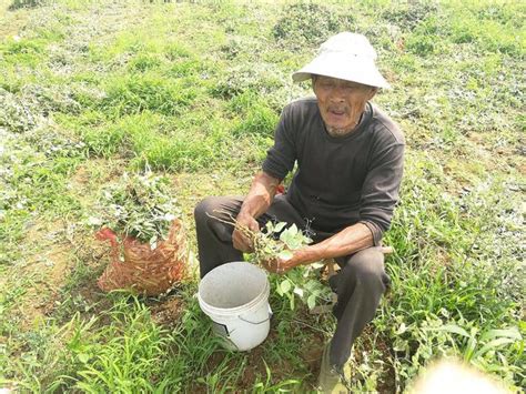 30几度高温下，几十个农村老人在田里忙啥，老人说再热也要干