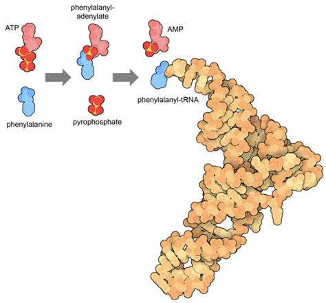 Pdb Learn Exploring The Structural Biology Of Bioenergy