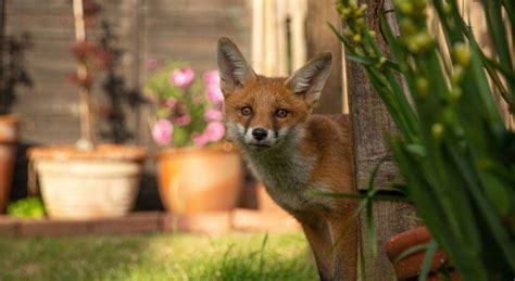 Cette Astuce Pour Loigner D Finitivement Les Renards De Votre Jardin