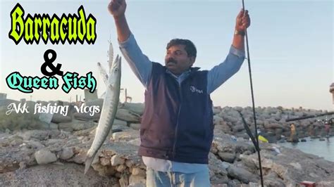 Barracuda queenfish catchfrom Salmiya Salmiya ൽനനനപടചച Barracuda