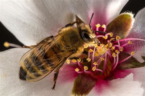 insecte
