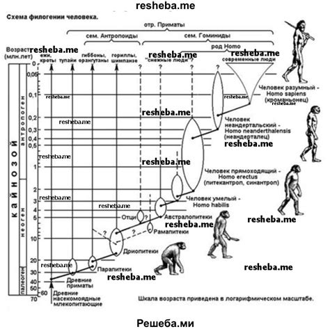 Презентация основные этапы антропогенеза - 81 фото