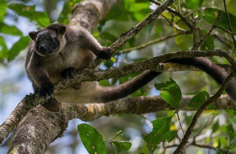 Lumholtz's tree-kangaroo - Rainforest Rangers