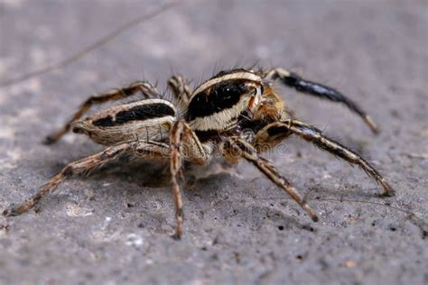 Male Pantropical Jumping Spider Stock Photo Image Of Outdoor Micro