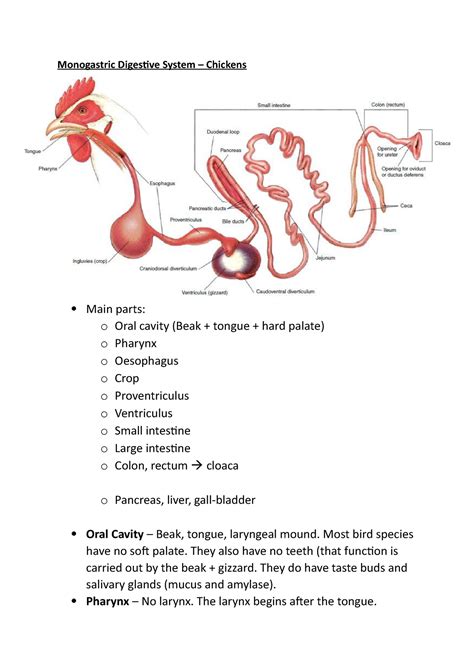 Notes Monogastric Digestive Systems Chickens Monogastric