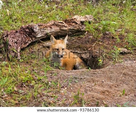 Fox den Stock Photos, Images, & Pictures | Shutterstock