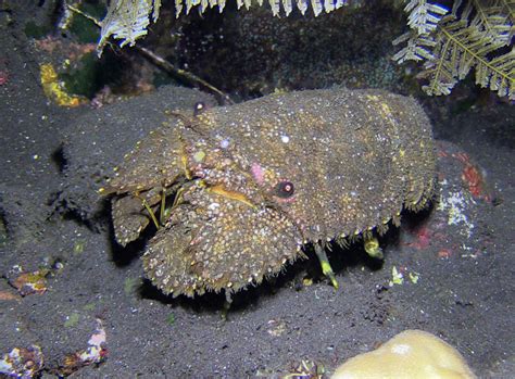 Sculptured Slipper Lobster From Tulamben Bali Indonesia On November 8