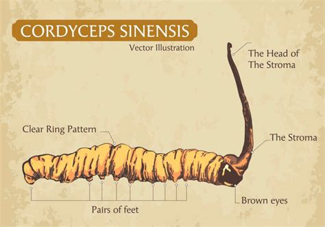 Cordyceps The Parasitic Fungus That Makes Insects Grow Horns