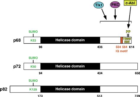 Figure 3 From Multi Talented Dead Box Proteins And Potential Tumor