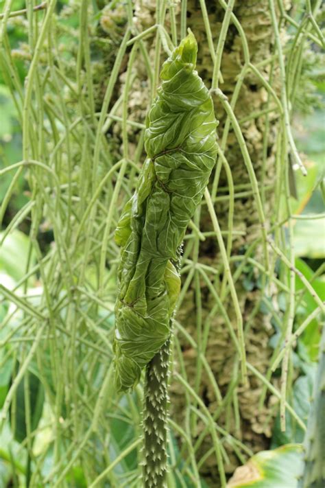 Anchomanes difformis Images - Useful Tropical Plants 