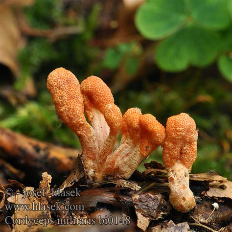 Cordyceps militaris Housenice ÄŤervenĂˇ Scarlet caterpillar club