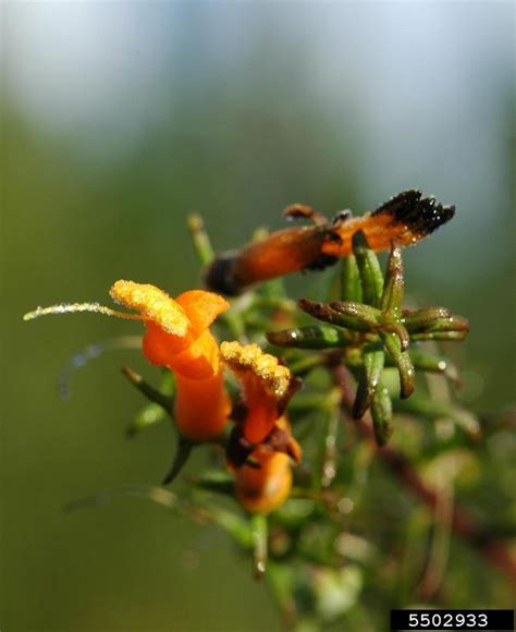 Flameflower Macranthera Flammea