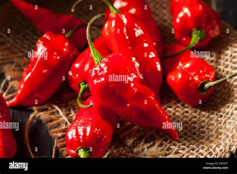 Spicy Hot Bhut Jolokia Ghost Peppers On A Background Stock Photo Alamy