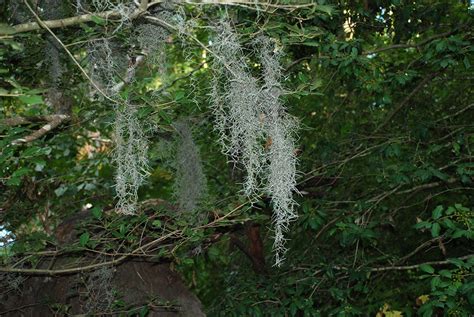 Tillandsia Usneoides Graybeard Long Moss Old Man S Beard Spanish