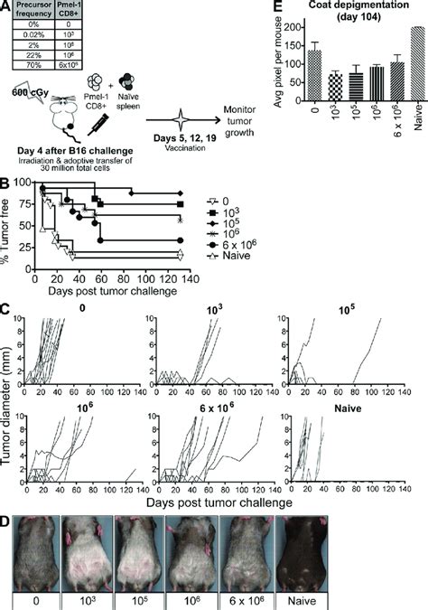 Tumor Growth And Autoimmune Depigmentation Elicited By Adoptive