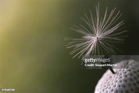 722 Spider Martin Stock Photos High Res Pictures And Images Getty