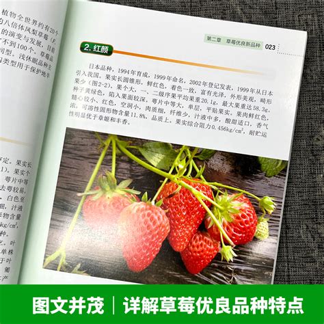 图说草莓栽培关键技术草莓无土栽培技术科学种植草草莓病虫害防治技术草莓育苗栽培管理栽培新技术现代农业书籍大棚草莓种植技术虎窝淘