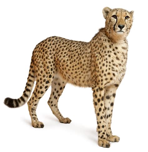 Cheetah Vs. Leopard - Know the Differences and Similarities - Animal Sake