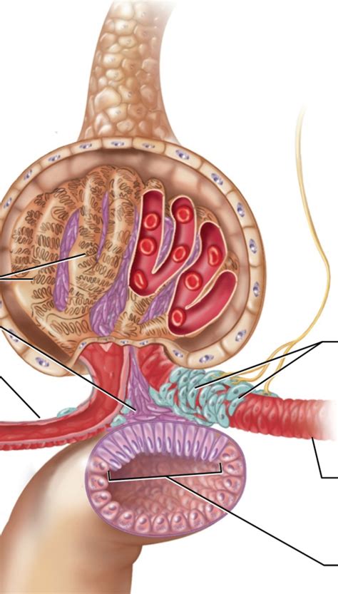 Renal Diagram Quizlet