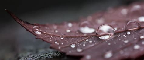 Purple Leaf Leaves Water Drops Macro Hd Wallpaper Wallpaper Flare