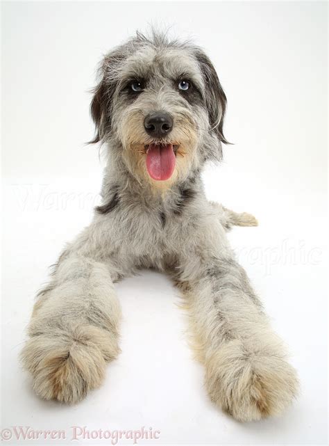 Dog Blue Merle Cadoodle Mutt Photo Wp42065