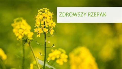 FLORAHUMUS jakie są efekty stosowania kwasów humusowych na rzepaku