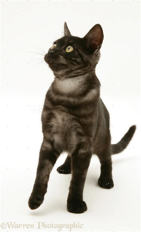 Black Smoke Cat Photo Wp25242