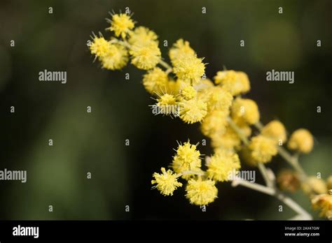 Wattle Tree Hi Res Stock Photography And Images Alamy