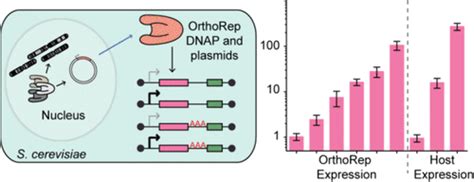 Tunable Expression Systems For Orthogonal Dna Replicationacs