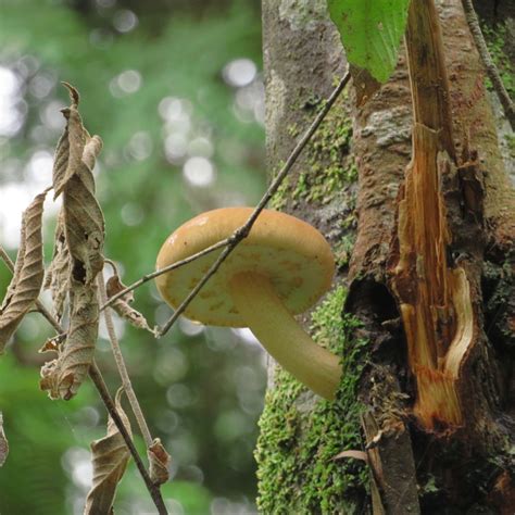 Common Gilled Mushrooms And Allies From Dandenong Ranges National Park