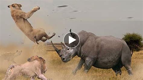 Elephant vs Rhino Real Fight - Animal World - Animals Fight - Simple Watch