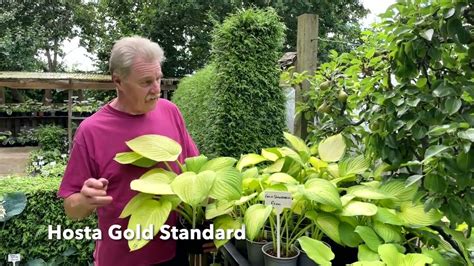 Rewela Hostas Looks At Hosta Gold Standard Youtube