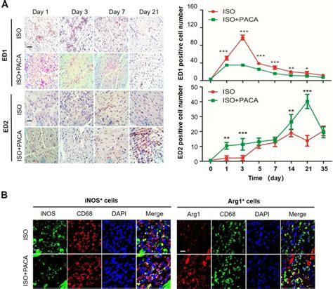 Paca Altered The Kinetics Of Macrophage Polarization In Hearts A