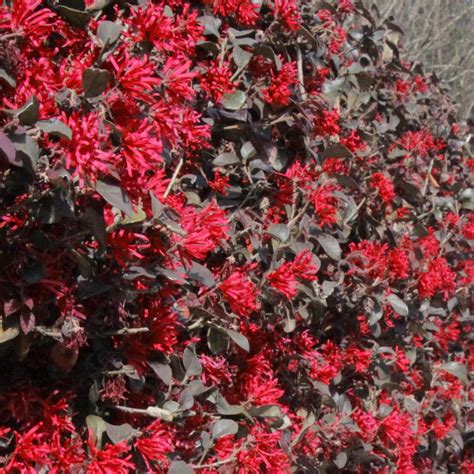 Ever Red Loropetalum Shrubs For Sale